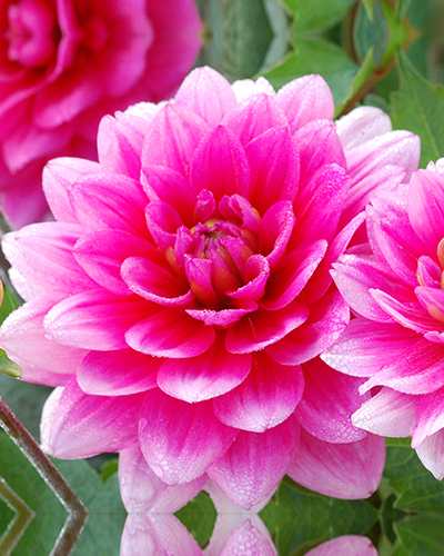 DAHLIA BLUESETTE 10 kusov